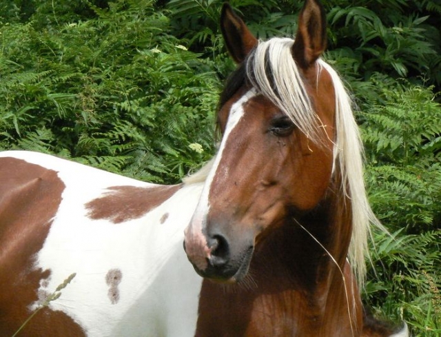  Equitación en Vienne 